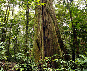 tropical forest