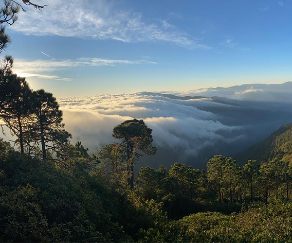 bosques2