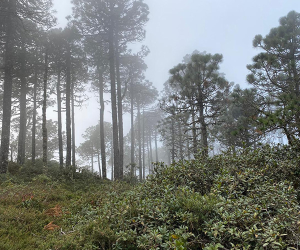 bosques1