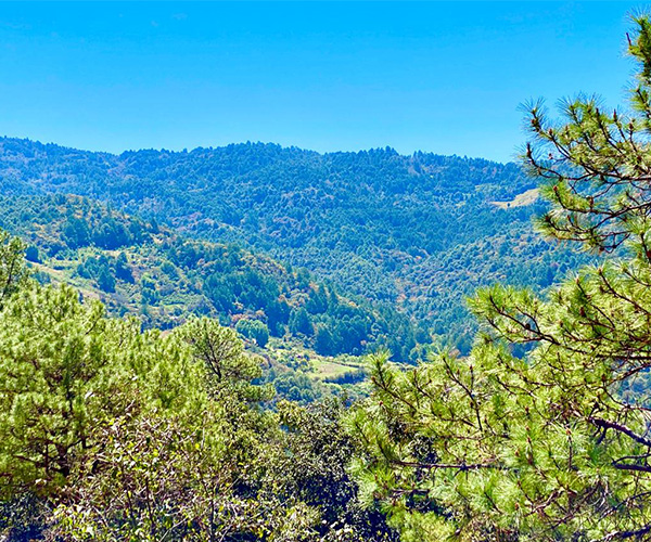 bosques5